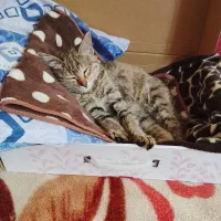 گربه من گمشده|حیوانات|حمیدیا, |دیوار