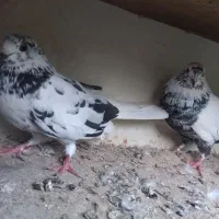 فروش کبوتر شازده و خالپیس