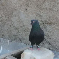 جفت دم سفید