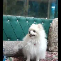 سگ گمشده در بیشه کلا|حیوانات|سرخرود, |دیوار