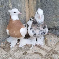 طوقی پاپر سلطنتی