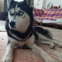 هاسکی ماده یکساله با چشمهای یخی و واکسینه|سگ|خرمآباد, |دیوار