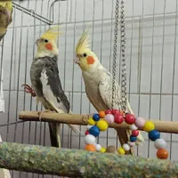 عروس هلندی جفت با سه تا جوجه|پرنده|نوبران, |دیوار