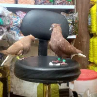 کفتر