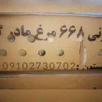 جوجه گوشتی راس308/کاپ/ارین/پلاس