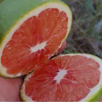 نهال پرتغال کارکارا|خدمات باغبانی و درختکاری|ساری, |دیوار