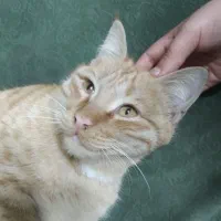 گربه پیداشده