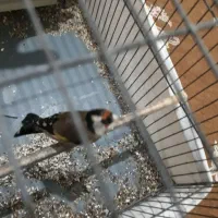 سهره|پرنده|ری, شهادت|دیوار