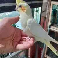 عروس هلندی دستی