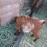 بزنجدی|حیوانات مزرعه|خرمشهر, |دیوار