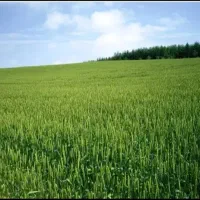 رهن ۱۰ هکتار زمین کشاورزی