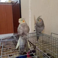 عروس هلندی دستی