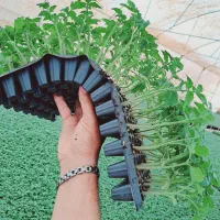 گلخانه وتولید نشا