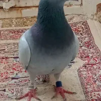 کفتر پلاکی|حیوانات|نهاوند, |دیوار