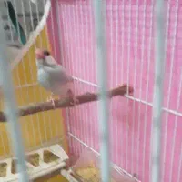 فروش فنچ نرگسی|پرنده|قوچان, |دیوار