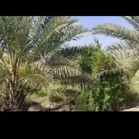 نخل
