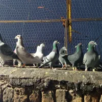 کبوتر پروندنی|پرنده|ششده و قره بلاغ, |دیوار