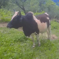 گاو نر