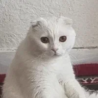 گربه اسکاتیش فولد سفید