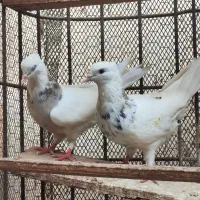 طوقی.شیخ.سیاه بوشهری|پرنده|بندر گناوه, |دیوار