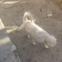 سگگ
