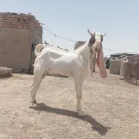 بز گلابی اصل