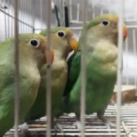 ۳ عدد طوطی بریزیلی بازیگوش