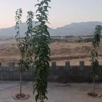 فروش خانه ویلایی ۱۱۰ متری ۲ خوابه|فروش خانه و ویلا|اردل, |دیوار