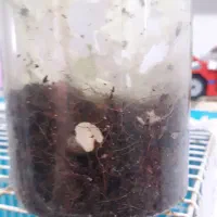 حلزون پرورشی فقط 100 تومان دانه ای