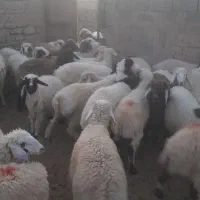 بره نر و ماده چاق