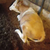 نوبر آبستن