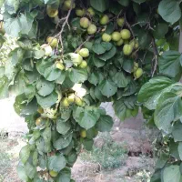 باغچه-چهار-دیواری-باباسلمان