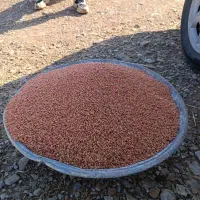 گندم برای کاشت