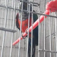 طوطی کریسمون نر