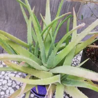گل آلوئه ورا و درختچه انار