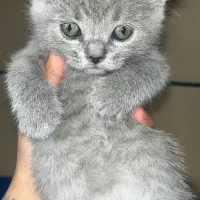 گربه اصیل اسکاتیش فولد بریتیش بلو