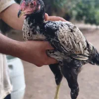 جوجه لاری و خروس لاری