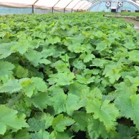 نهال گلدانی انگور موندراپ و اتم رویال