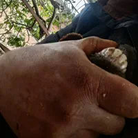 گوسفند جوان|حیوانات مزرعه|ساری, |دیوار