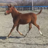 کره نره ۸ ماه یه سر درجه یک دم گیر