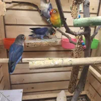 طوطی برزیلی فیشر|پرنده|ارومیه, |دیوار