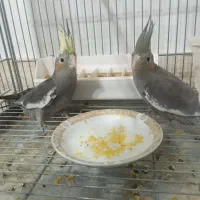 جوجه عروس هلندی|پرنده|زیباشهر, |دیوار