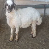 قوچ چهار شاخ ( بره )
