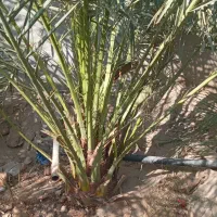 نخل قصب