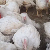 مرغ زنده سالم ارگانیک سالم به صورت کیلویی|حیوانات مزرعه|نجف‌آباد, شیخ بهایی جنوبی|دیوار