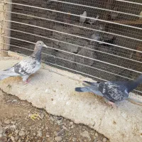 مغلف هیچ پری