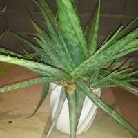 گل با گلدان