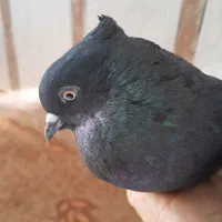 ماده دم سفید  سوسنگرد