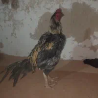 خروس معامله ای یافروشی معامله هم میشو با خروس دیگه