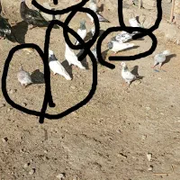 کفتر|حراج|ایرانشهر, |دیوار